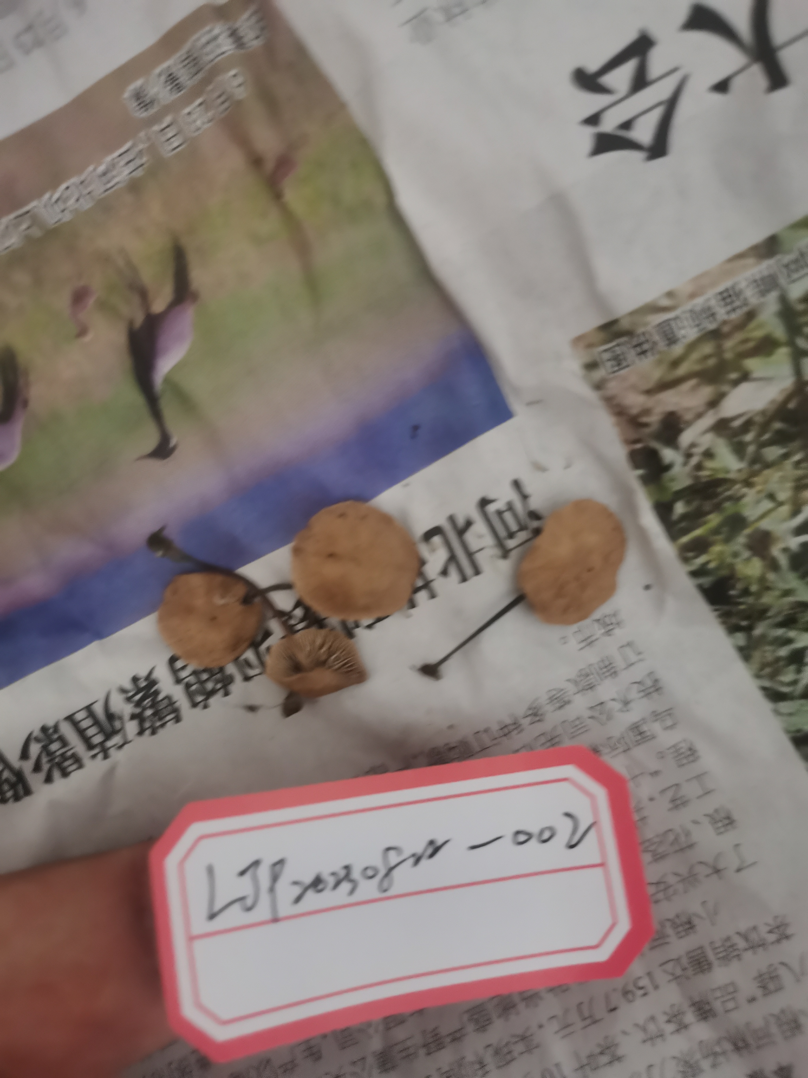 标本图片