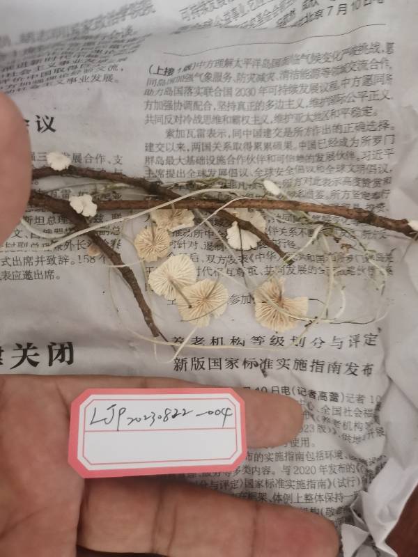 拟小皮伞