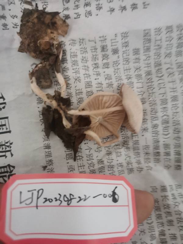 标本图片