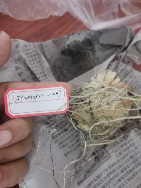 拟小皮伞
