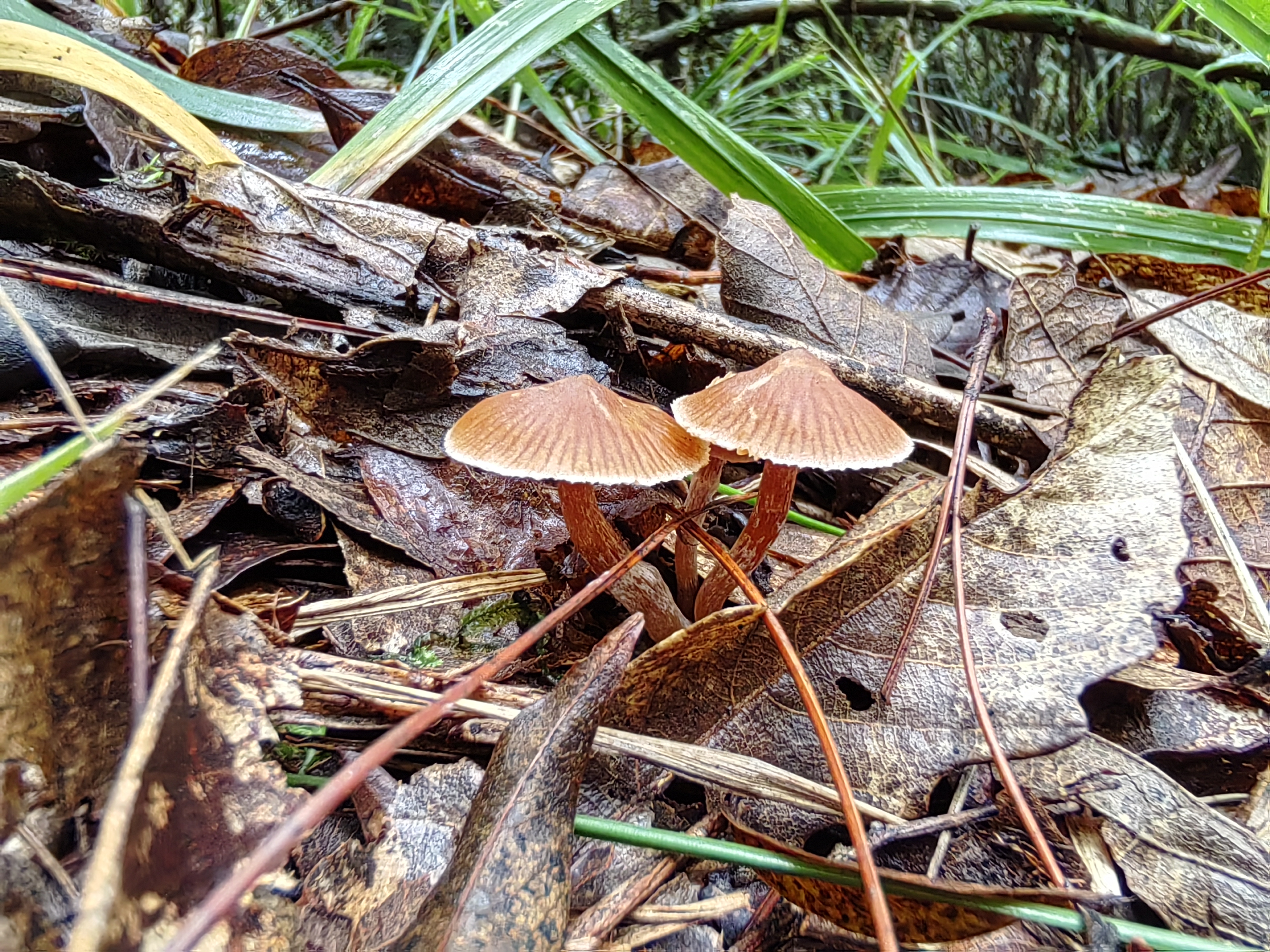 丝膜菌