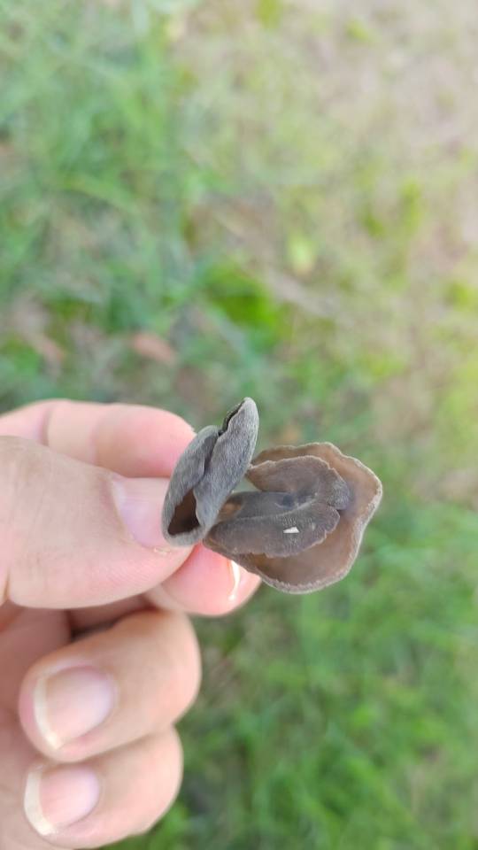 马鞍菌