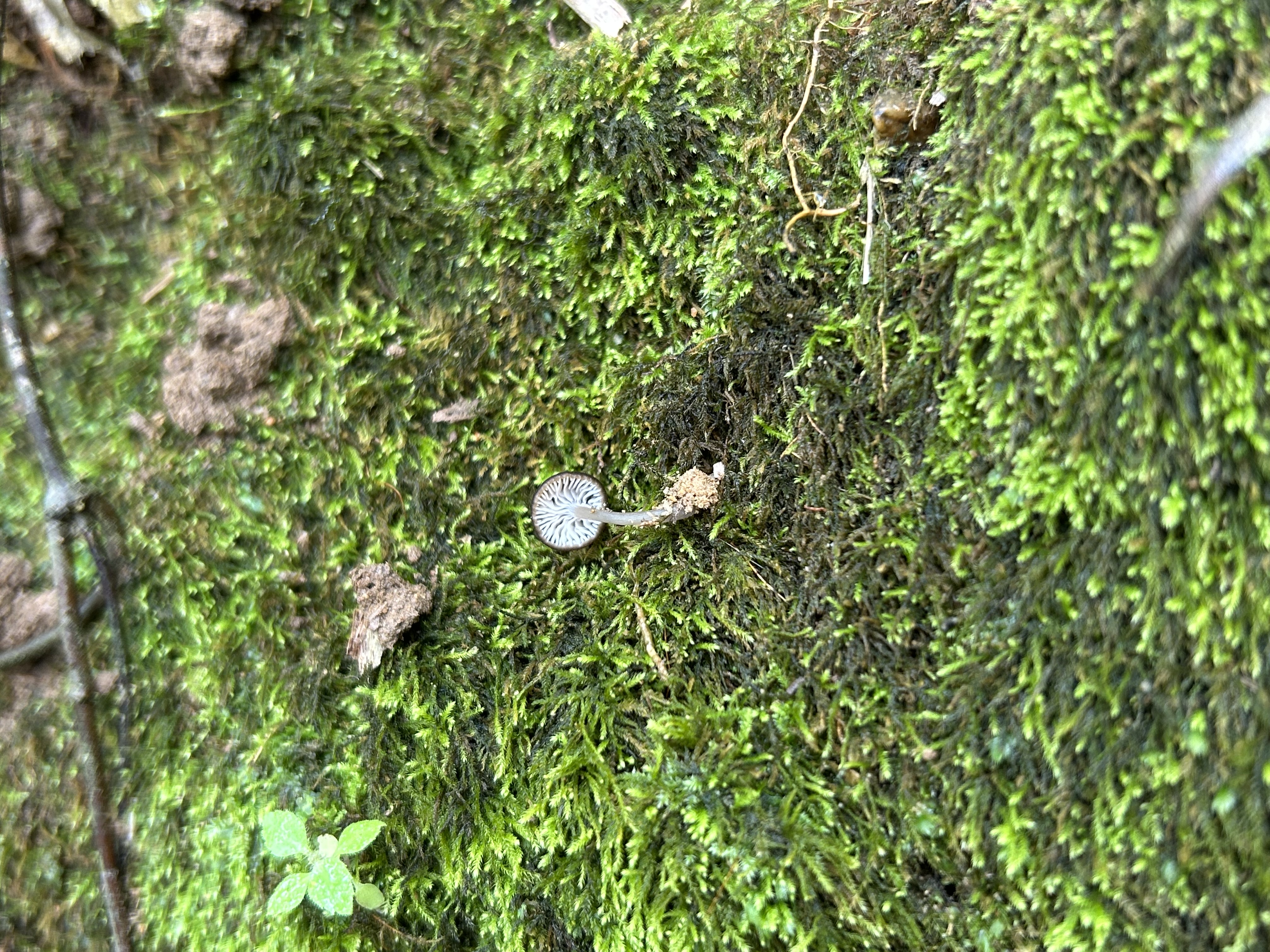 粉褶菌