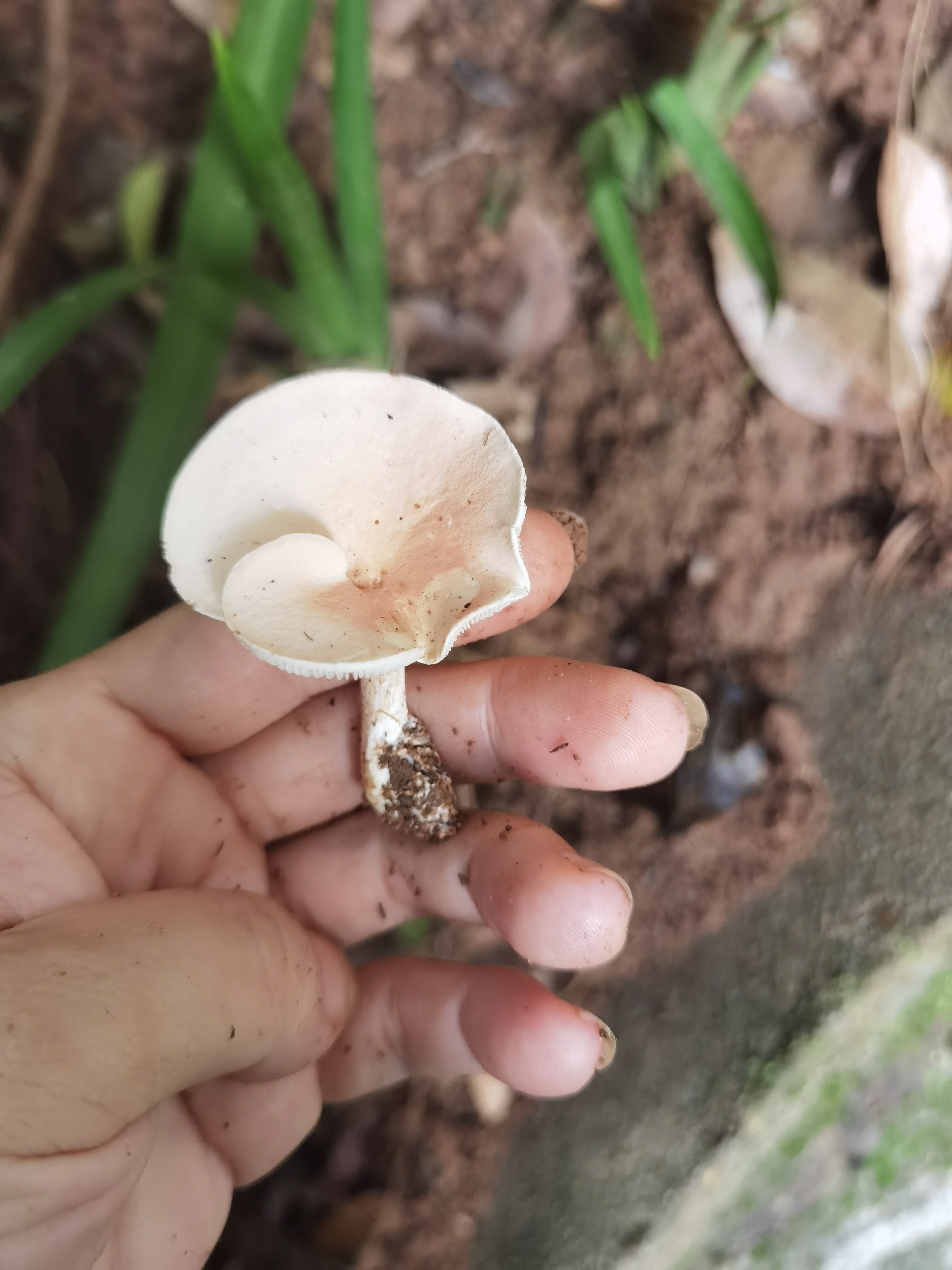粉褶菌
