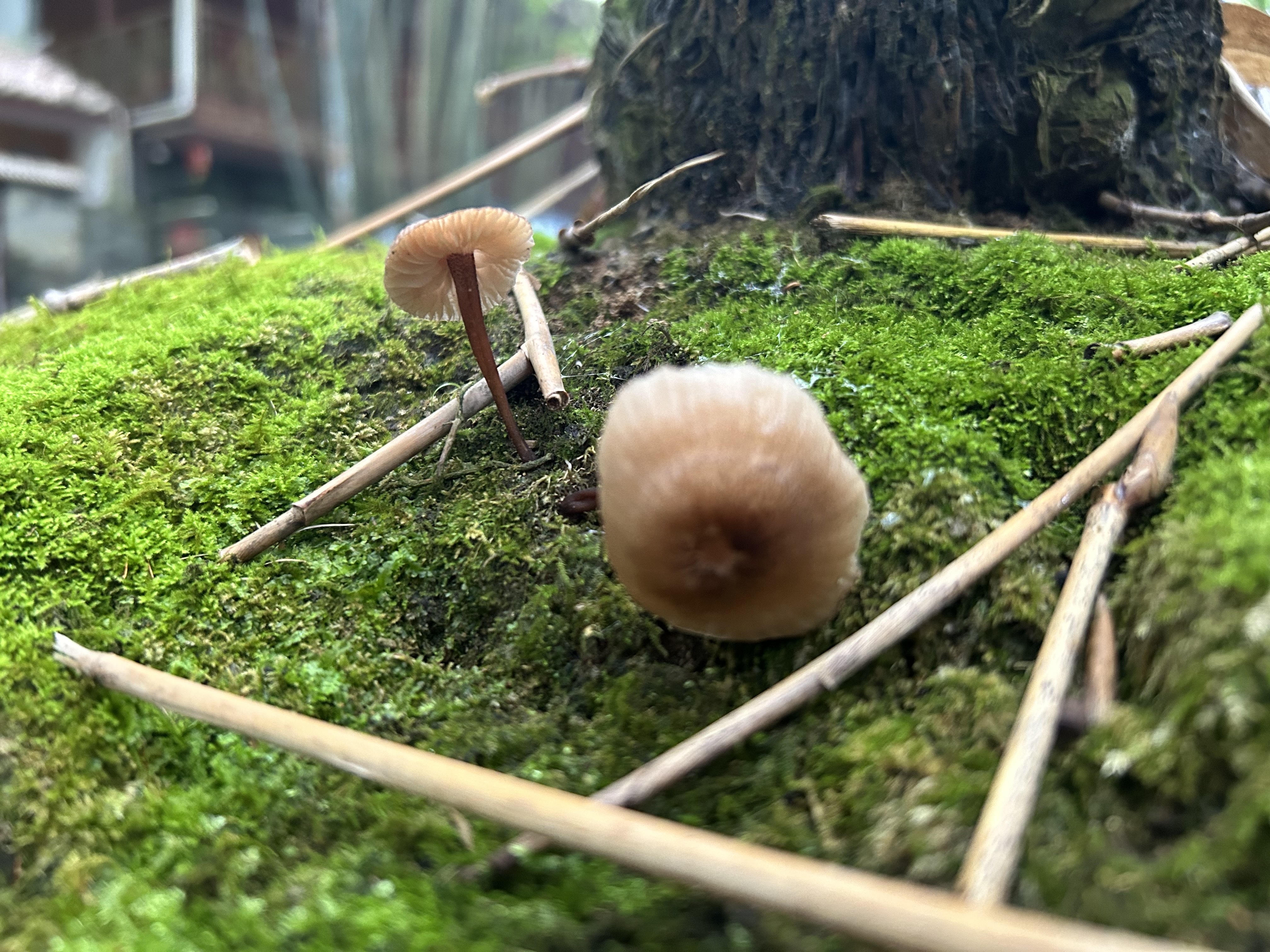 小菇属