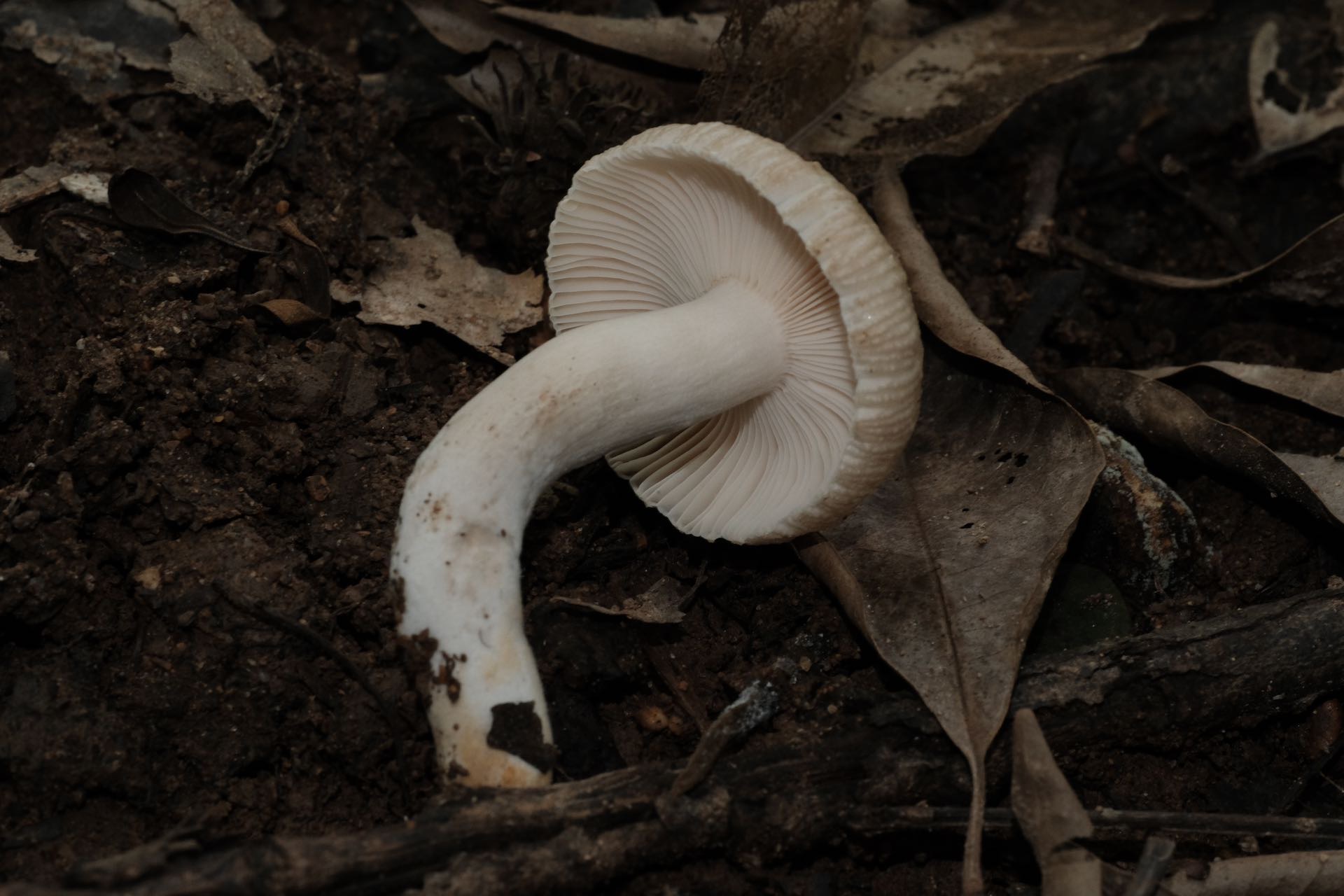 蜡味红菇