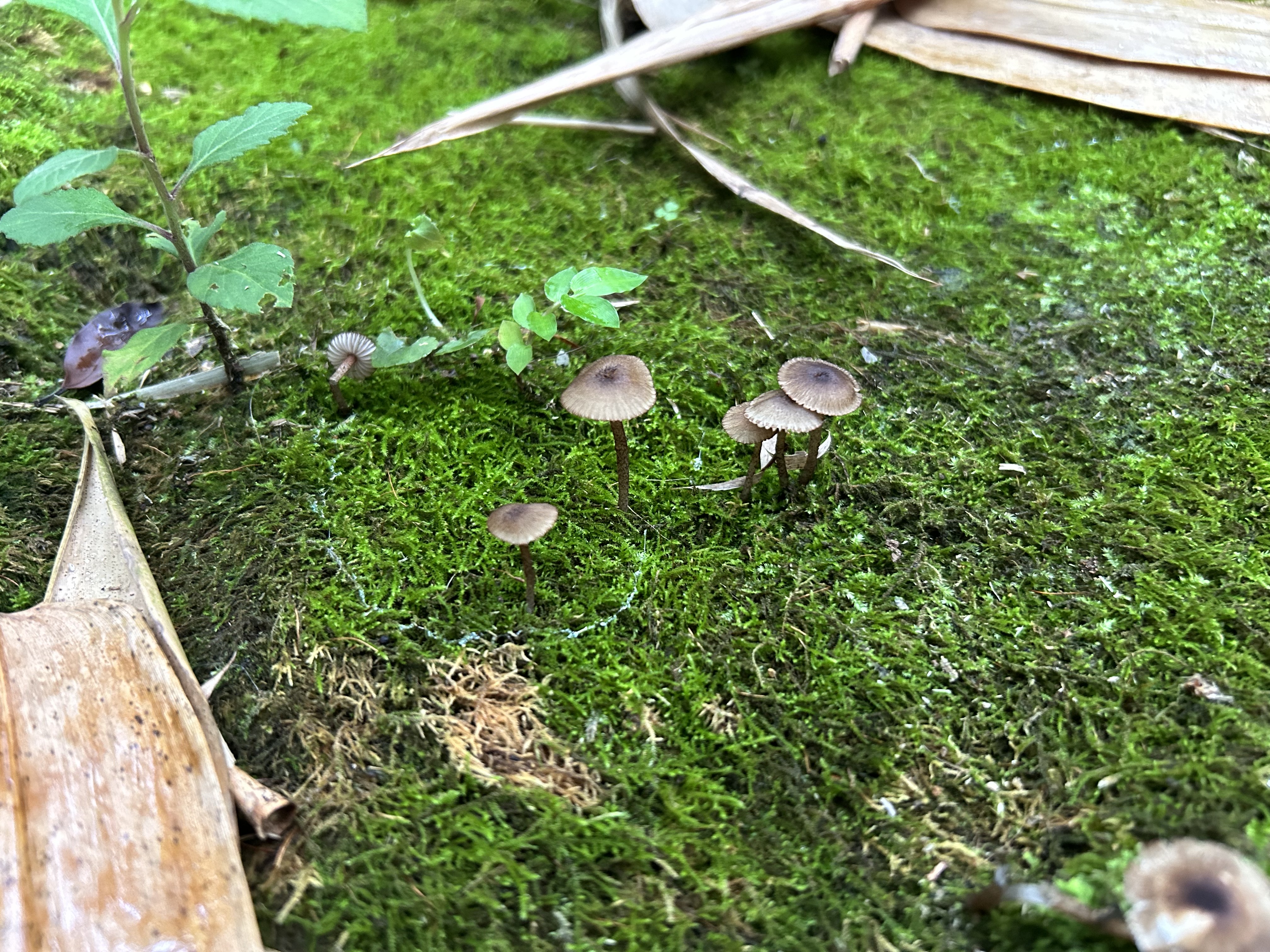 小菇属