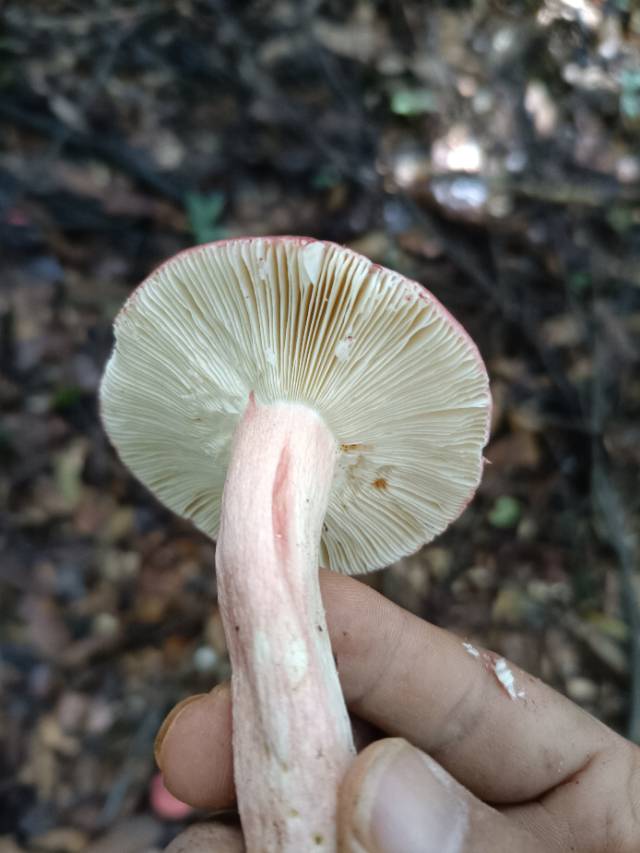 红菇亚属某种