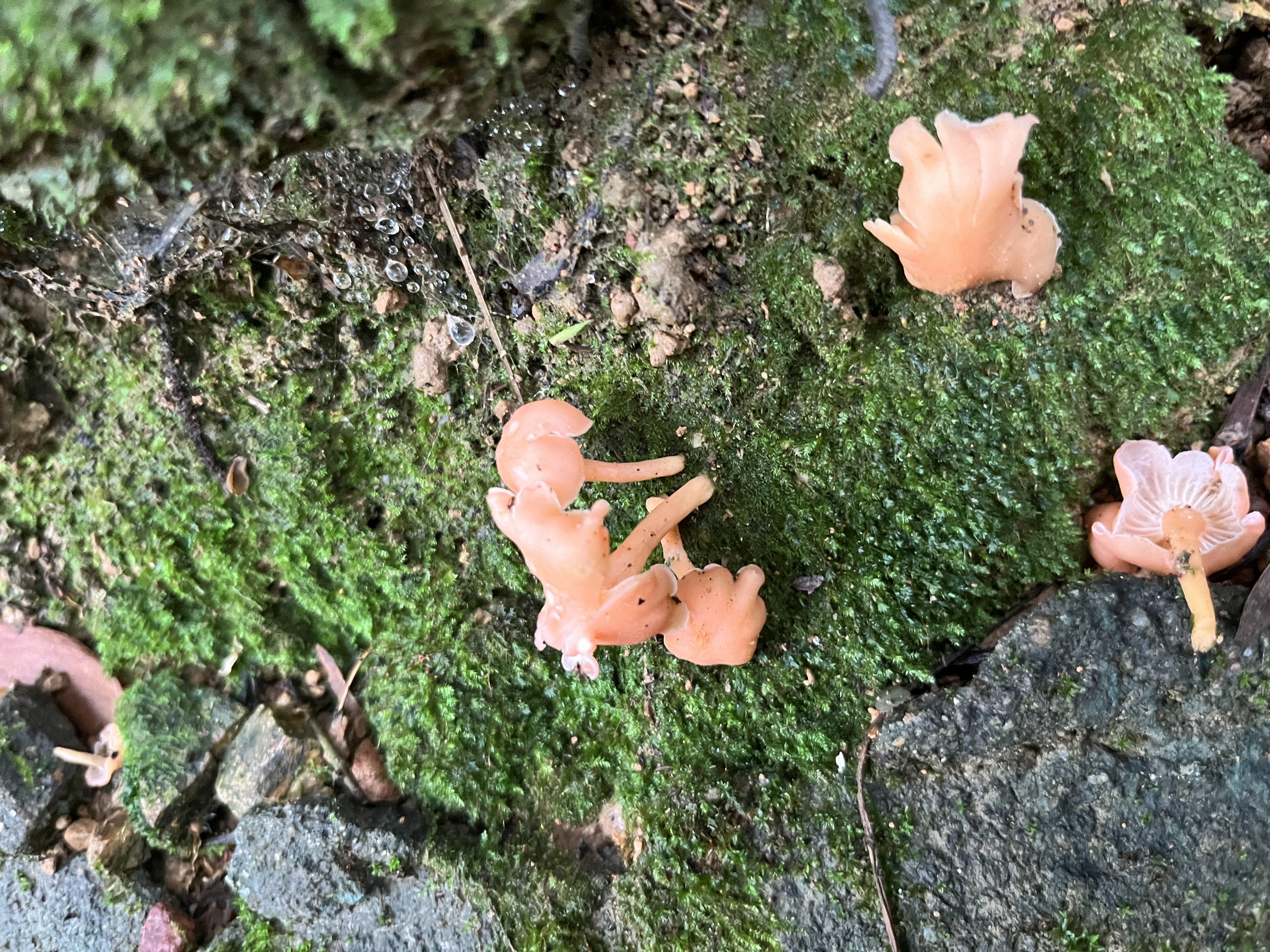 标本图片