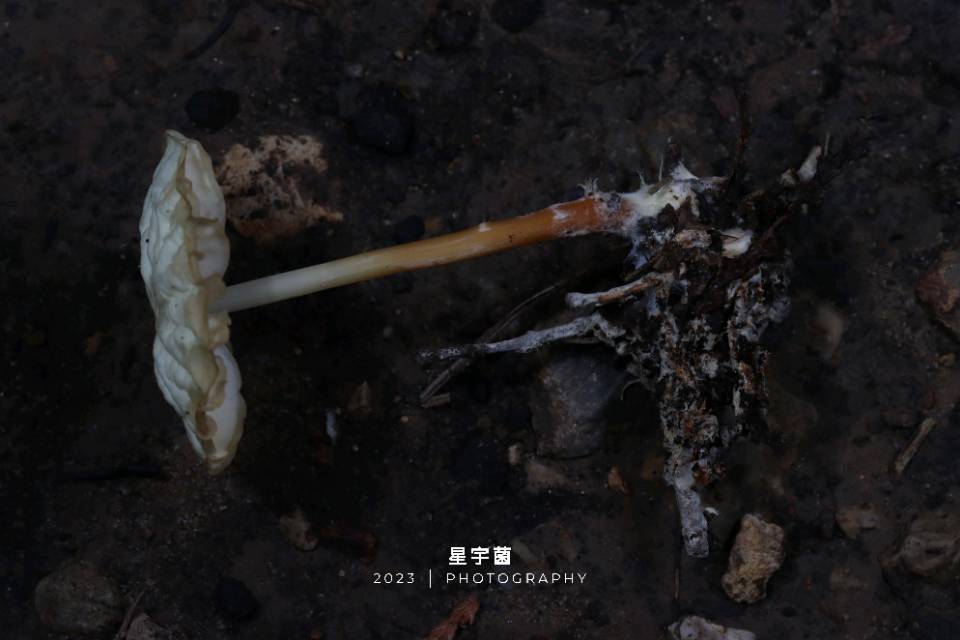 标本图片