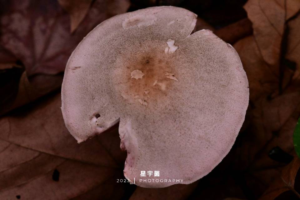 标本图片