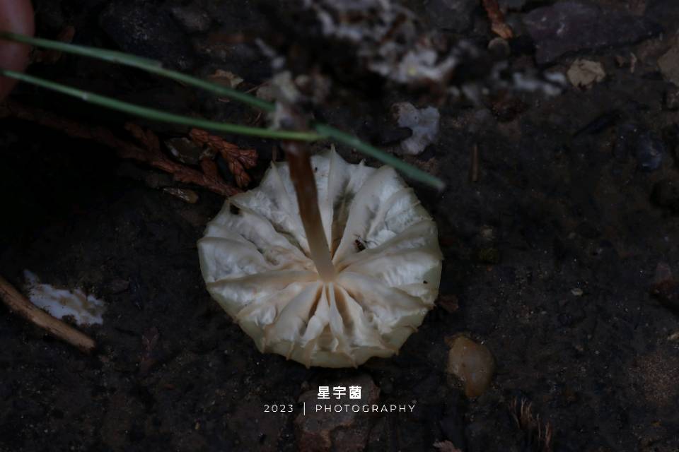 标本图片