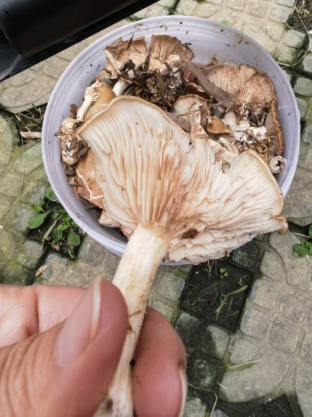 标本图片