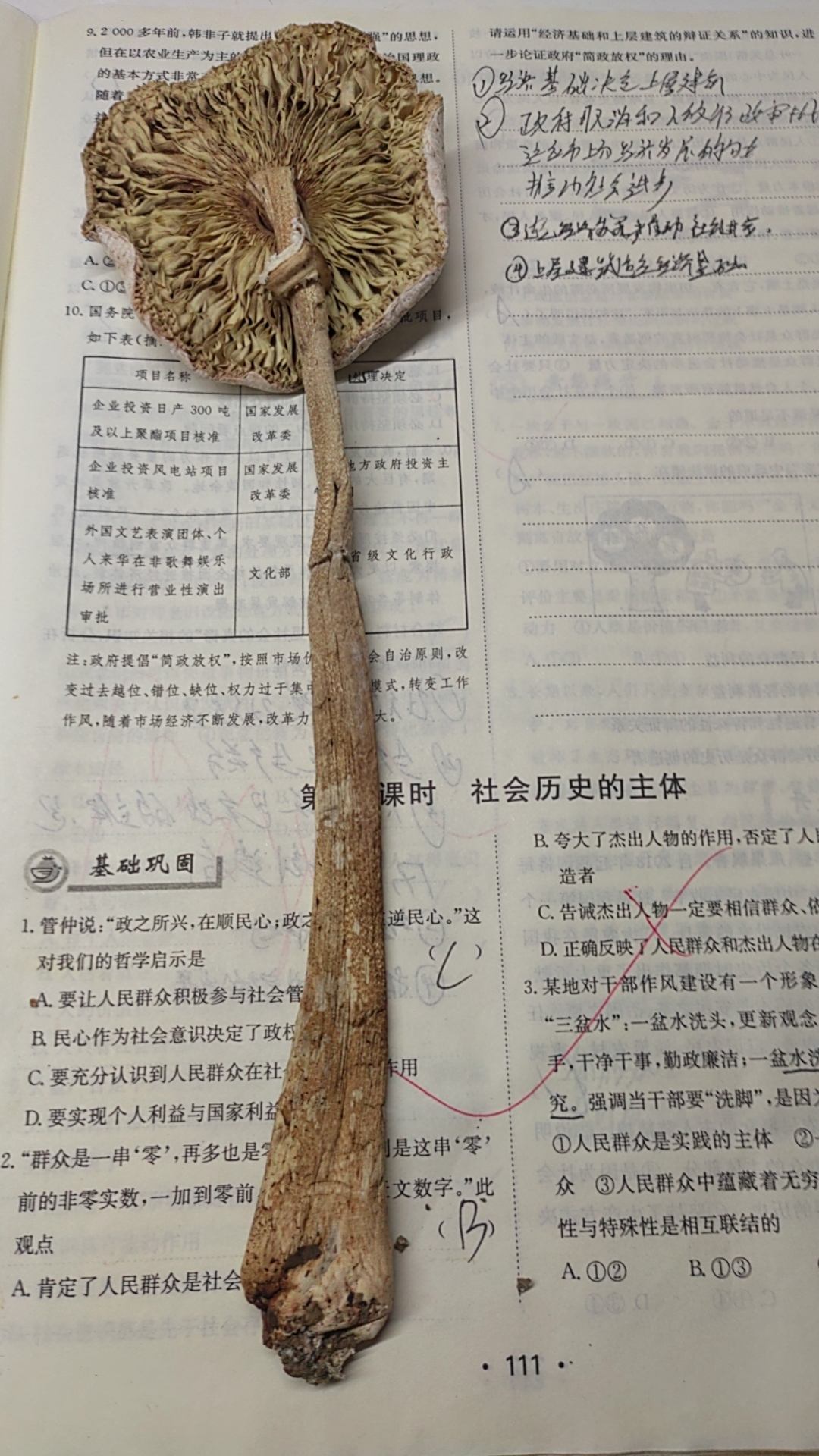 标本图片