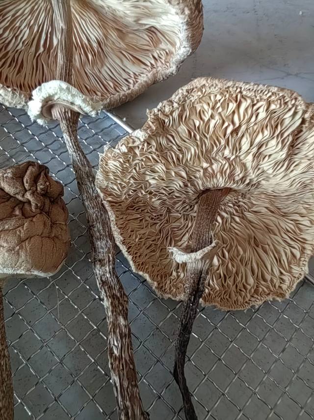 标本图片