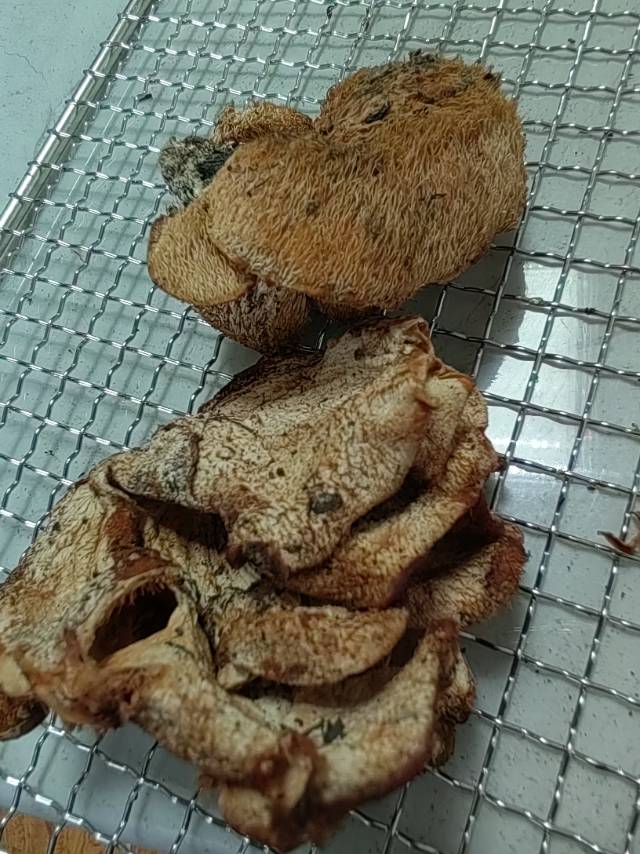标本图片