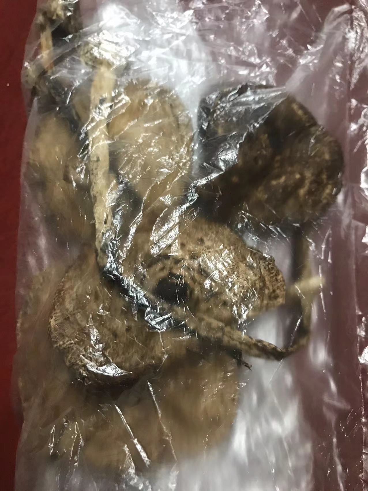 标本图片