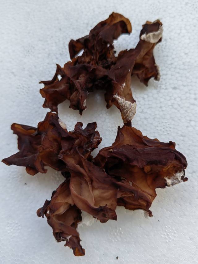 标本图片