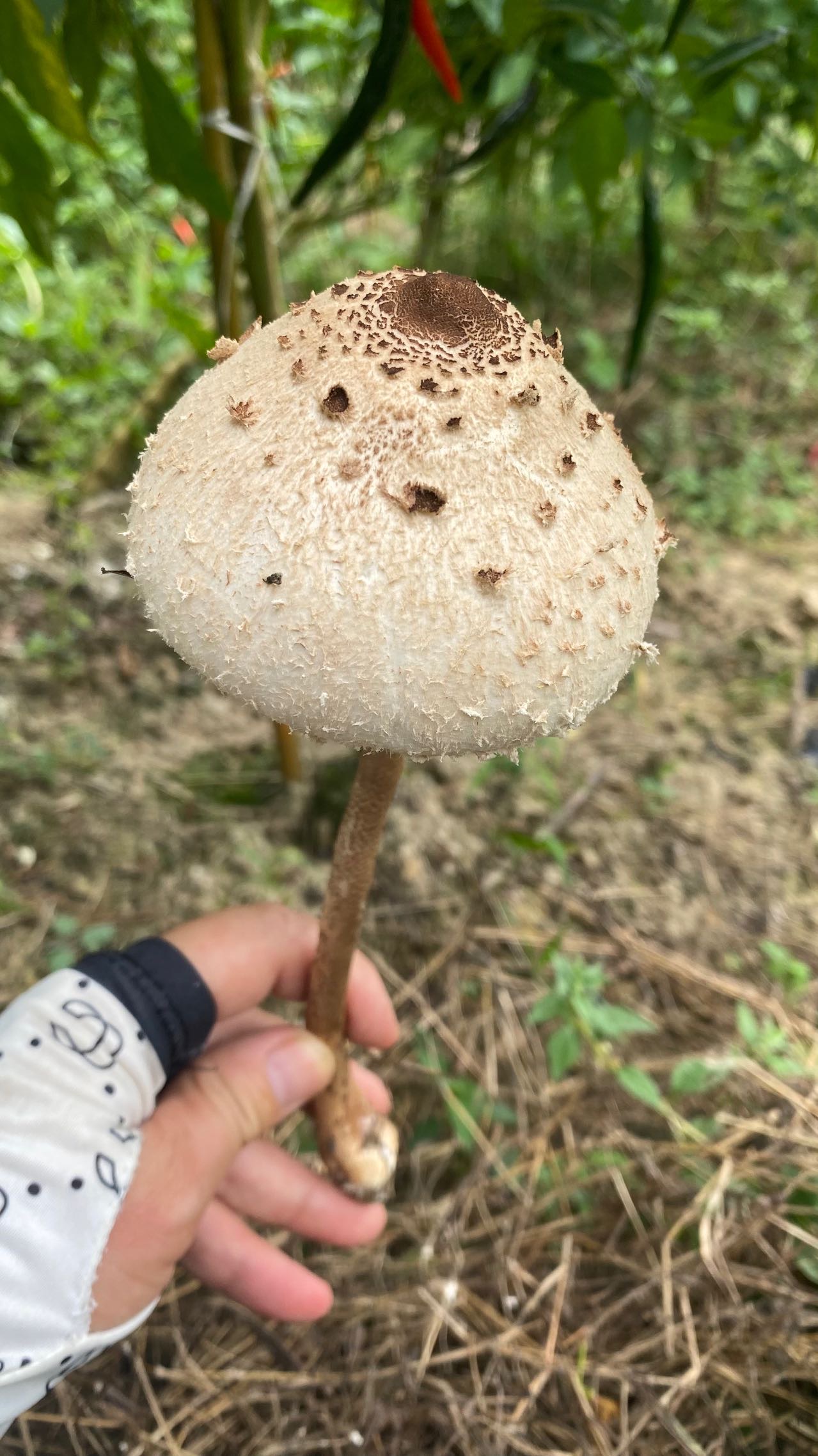 脱皮大环柄菇