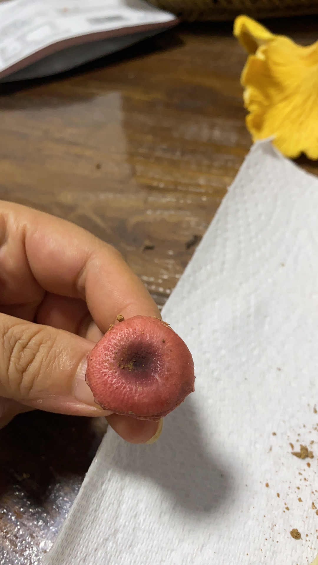 马关红菇
