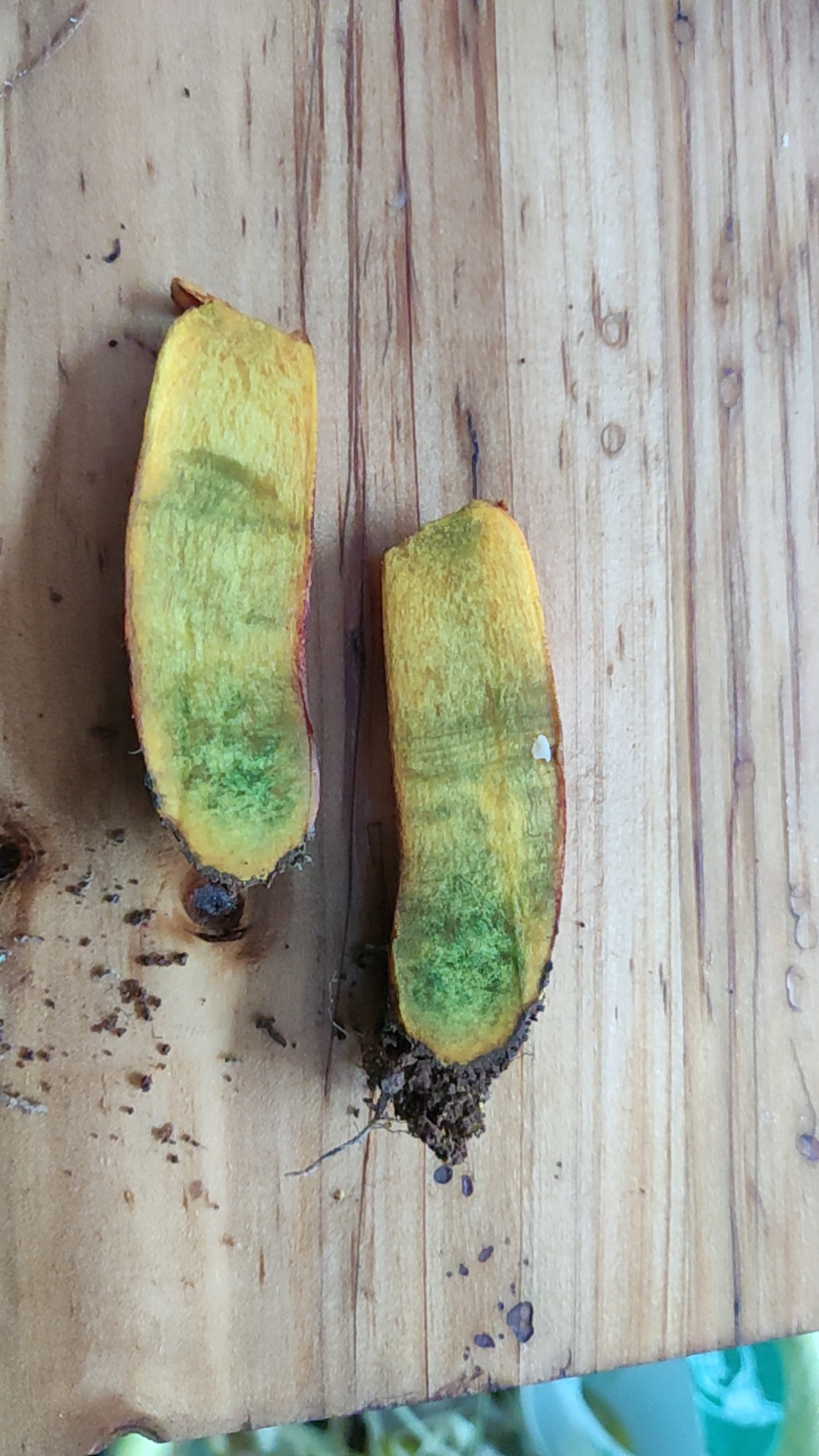 橙黄牛肝菌