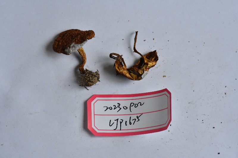多环鳞伞