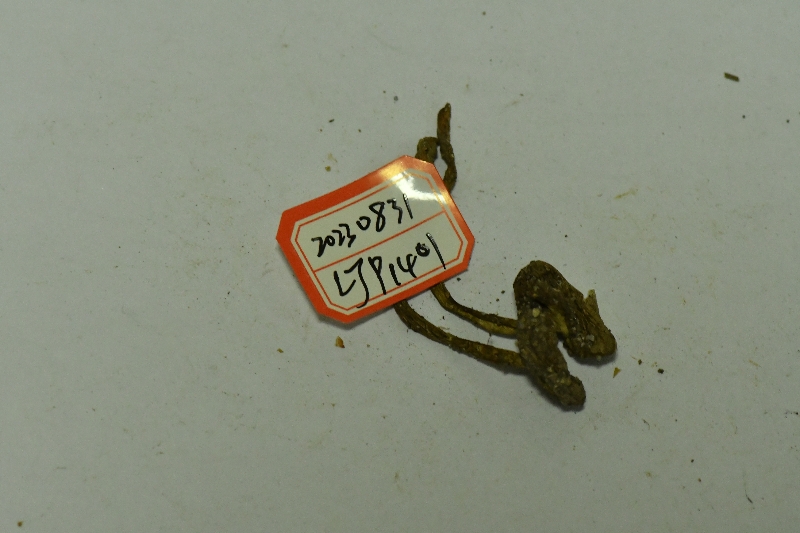 萝卜味金牛肝菌