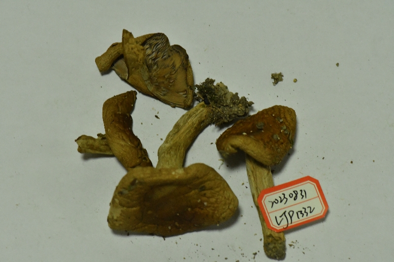 假致密红菇