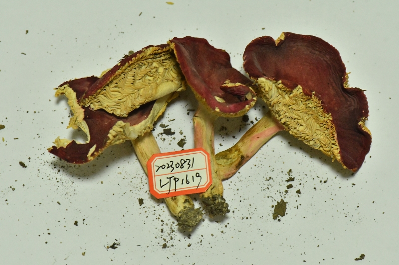 鳞盖红菇