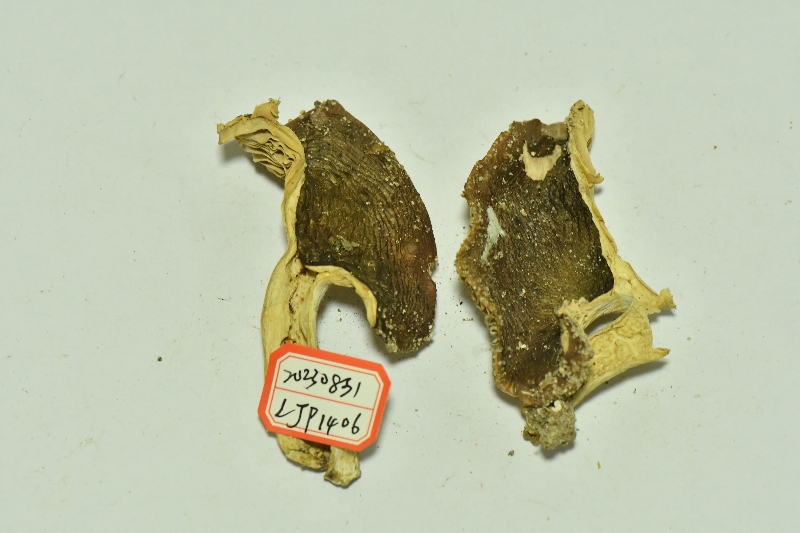 近黑紫红菇
