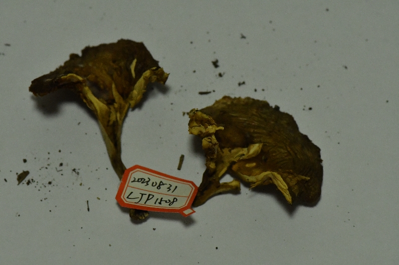 近黑紫红菇