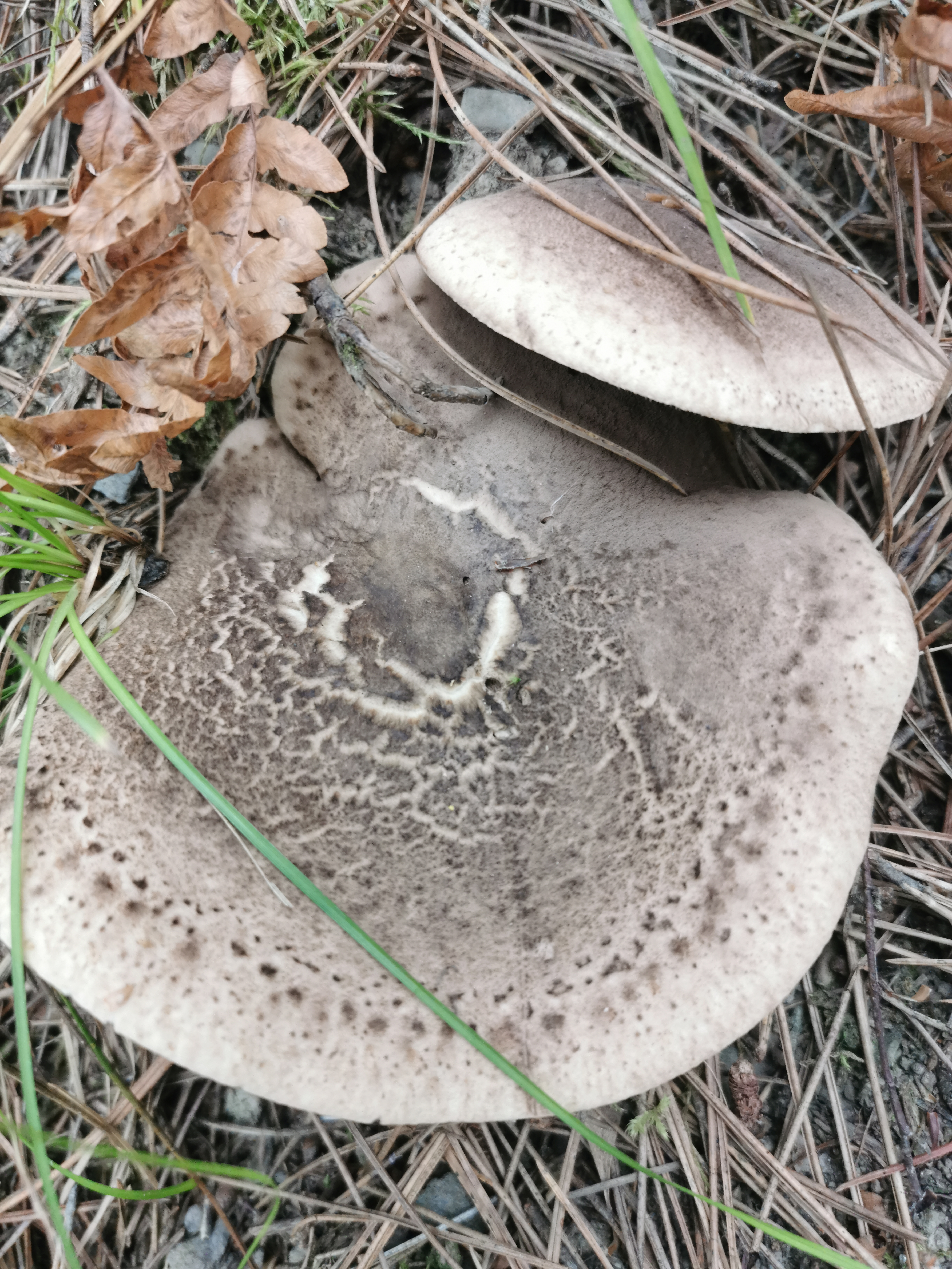 鳞肉齿菌