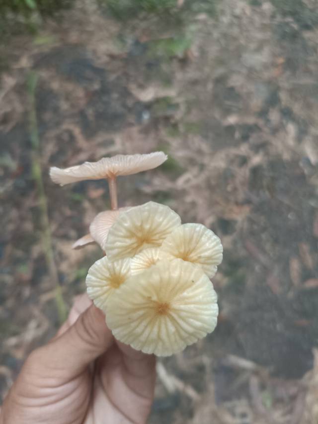 标本图片