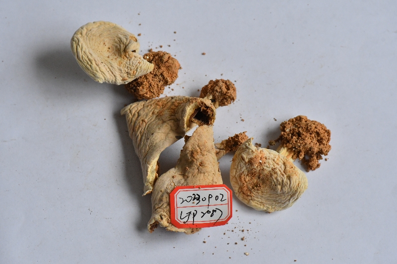 多汁乳菇属