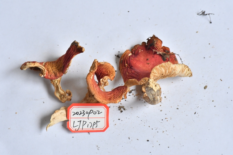 鳞盖红菇