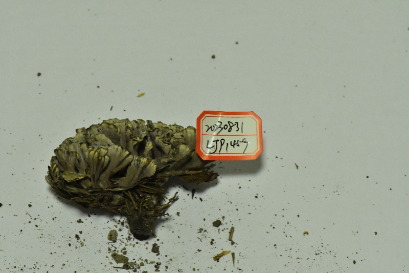 华南革菌