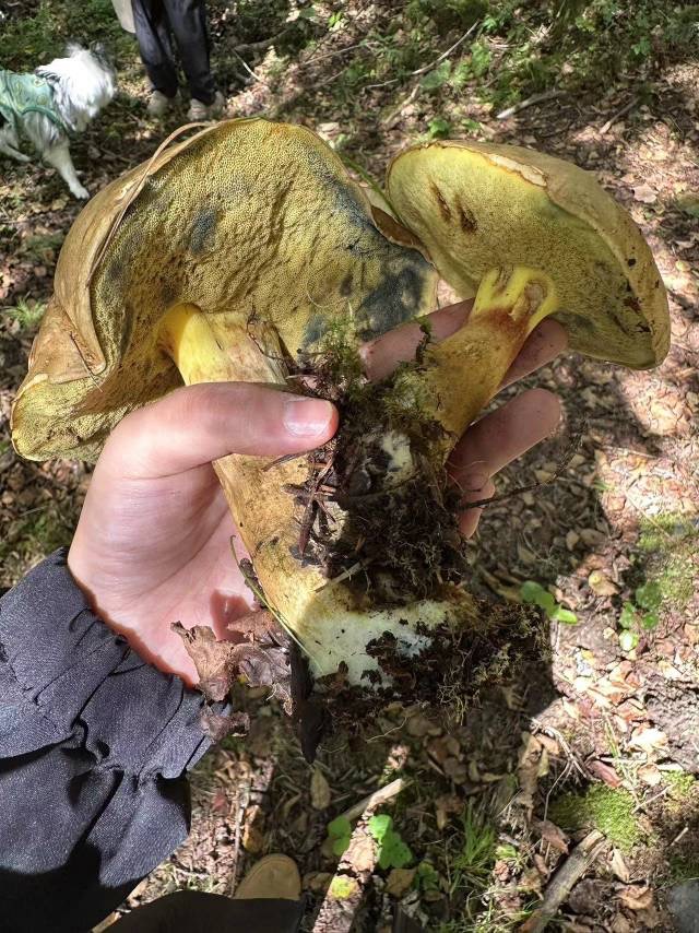 有毒新牛肝菌