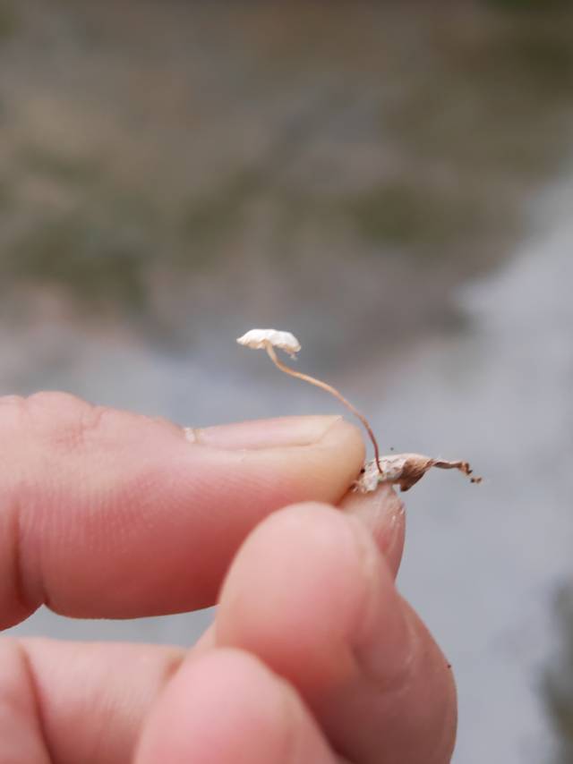 叶生小皮伞