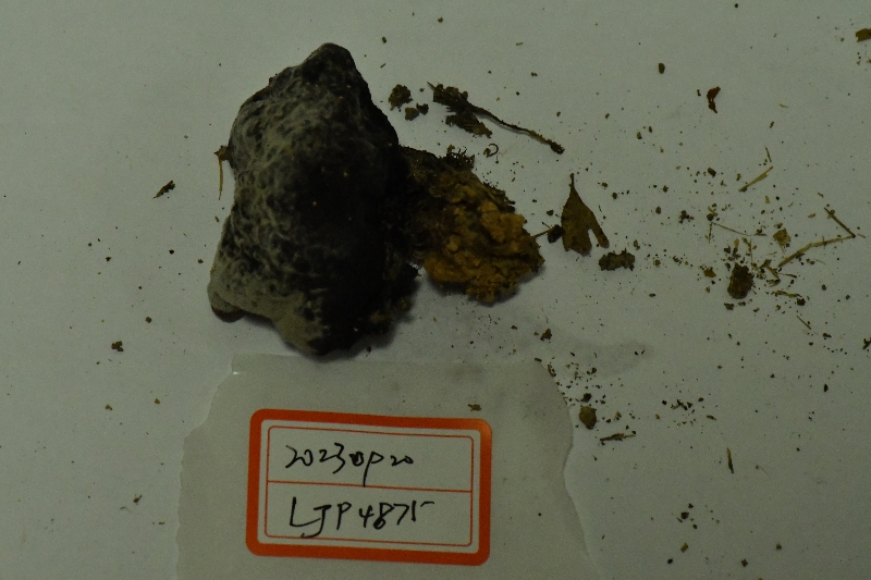 菌生轮枝孢