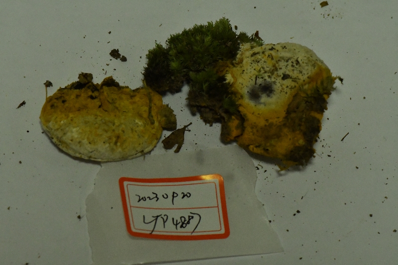 金孢寄生菌