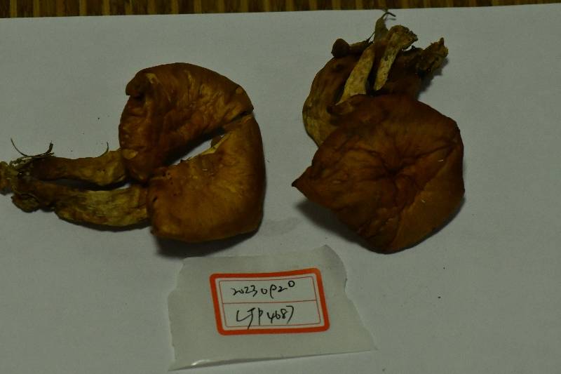 东方橘黄裸伞