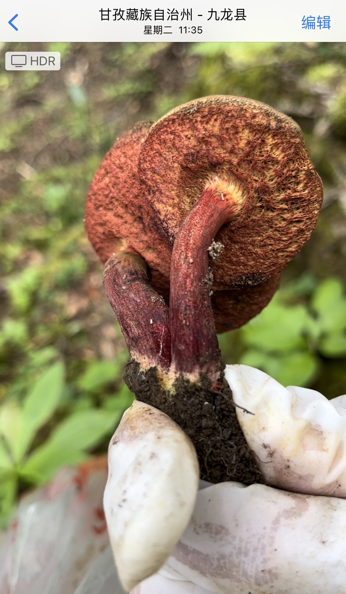 血红新牛肝菌