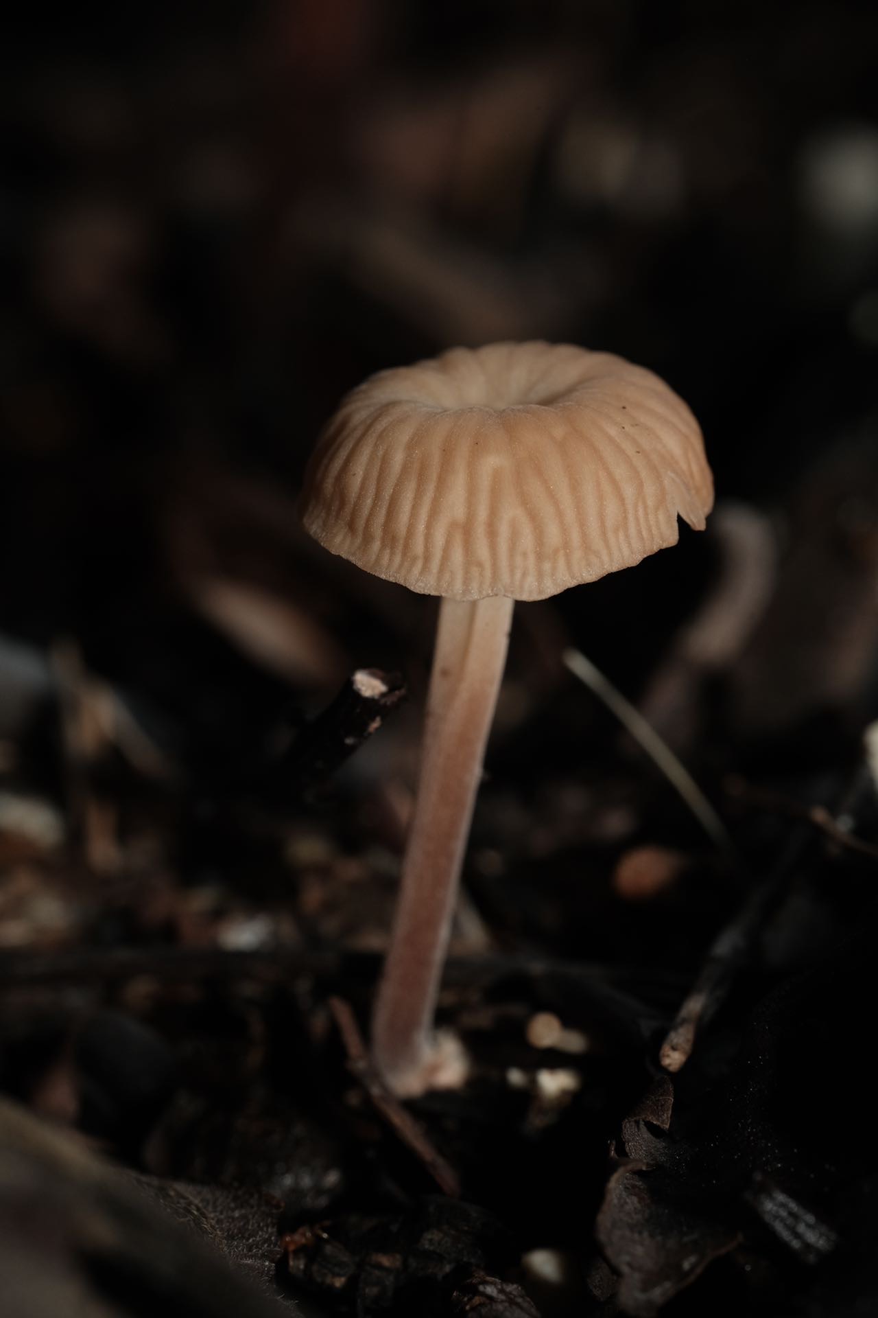 拟金钱菌