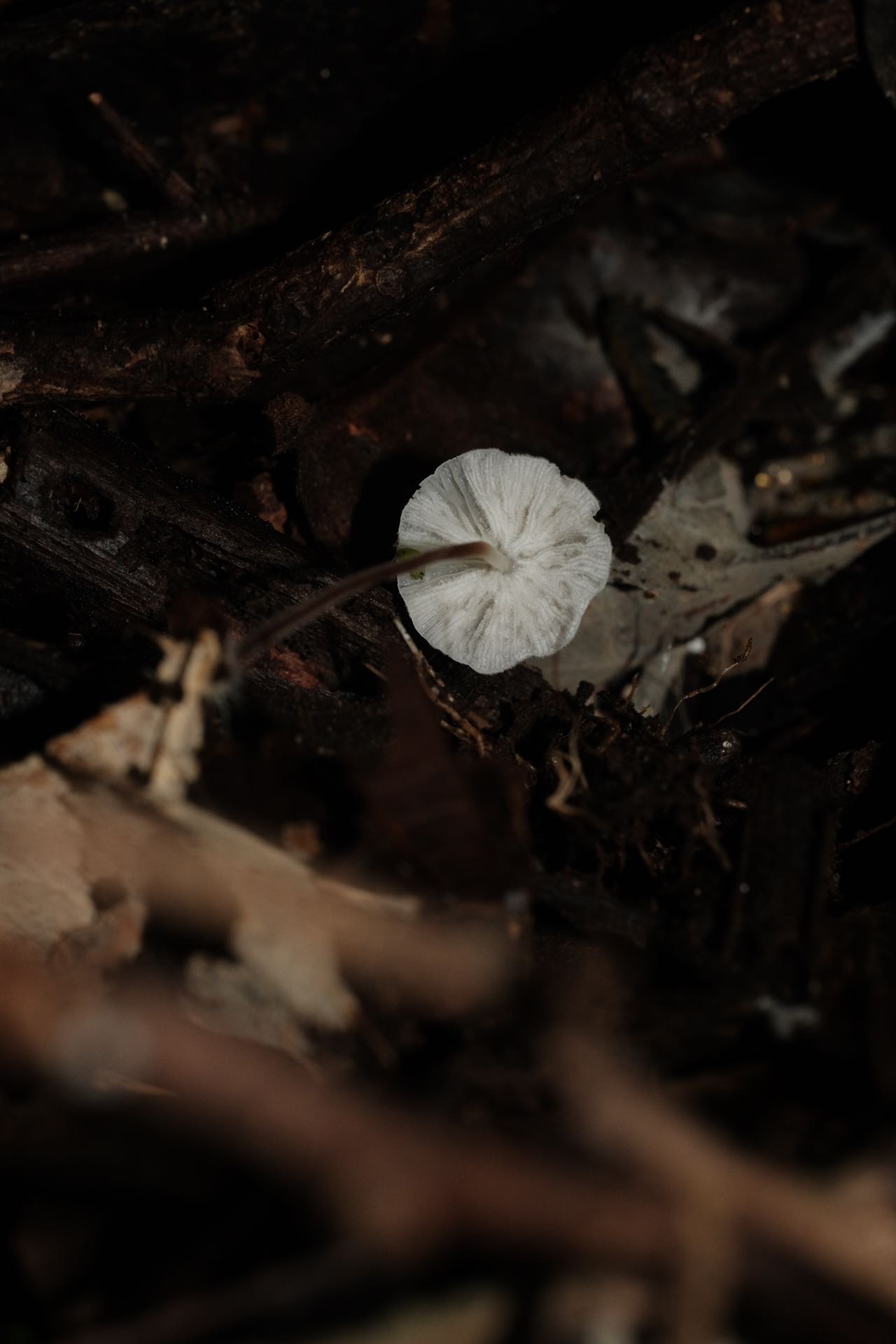 小皮伞一种