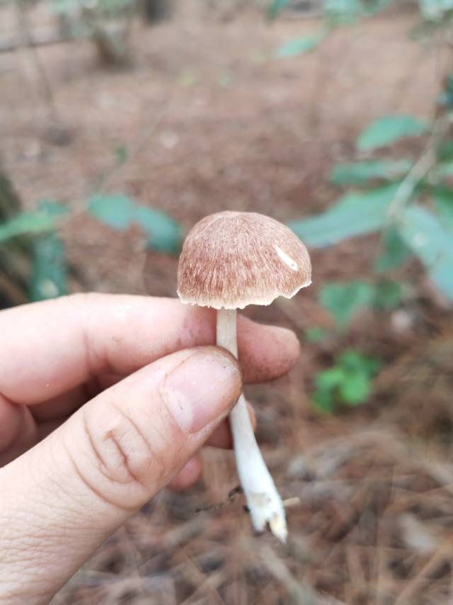 有多个物种