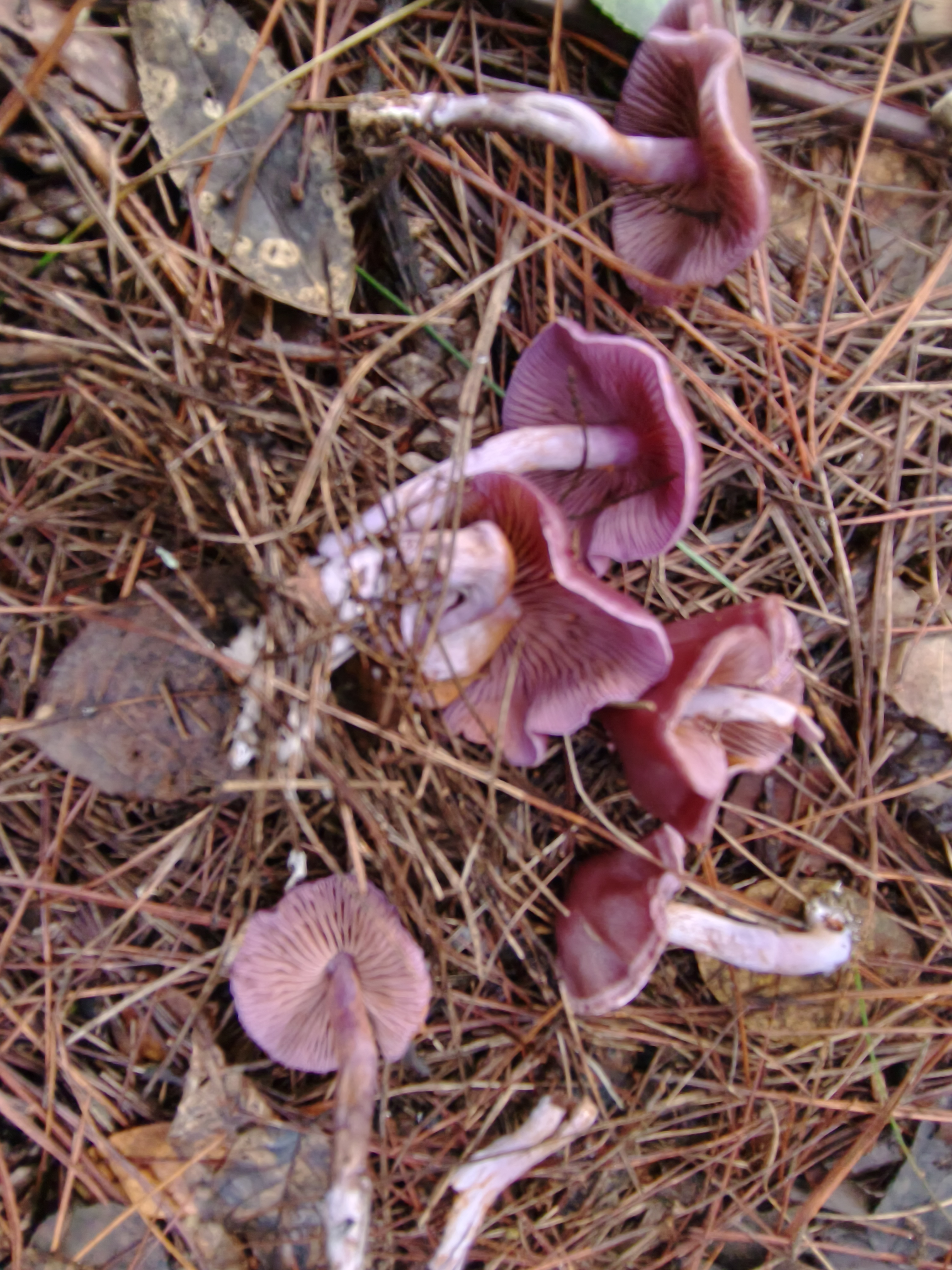 李玉丝膜菌