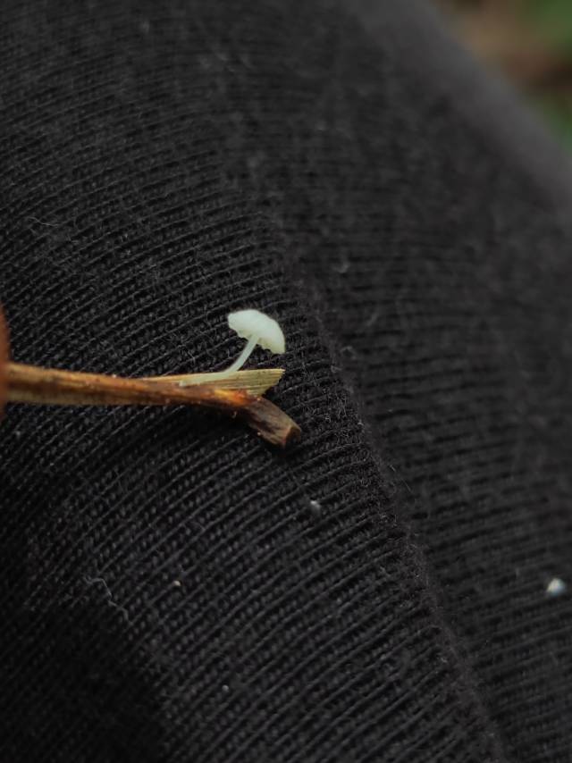 小菇属一种