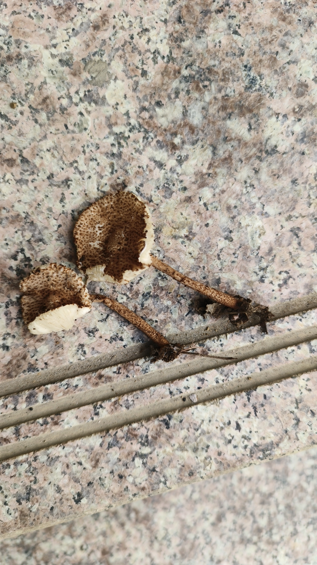 环柄菇属