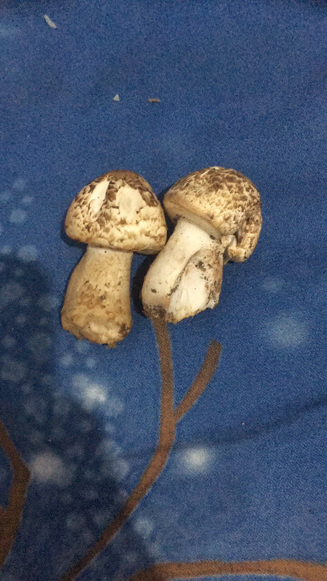 None