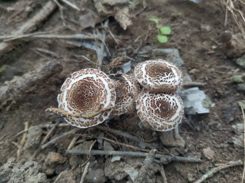 肉褐鳞环柄菇